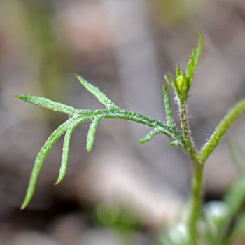 Gilia stellata, Star Gila